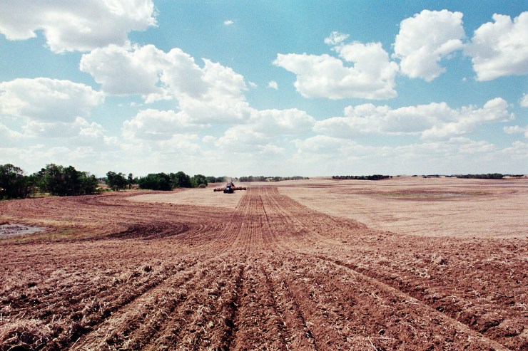 Plant18