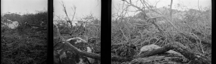 KodakAutograph2Branch