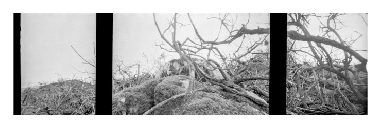 KodakAutograph2FernPanel