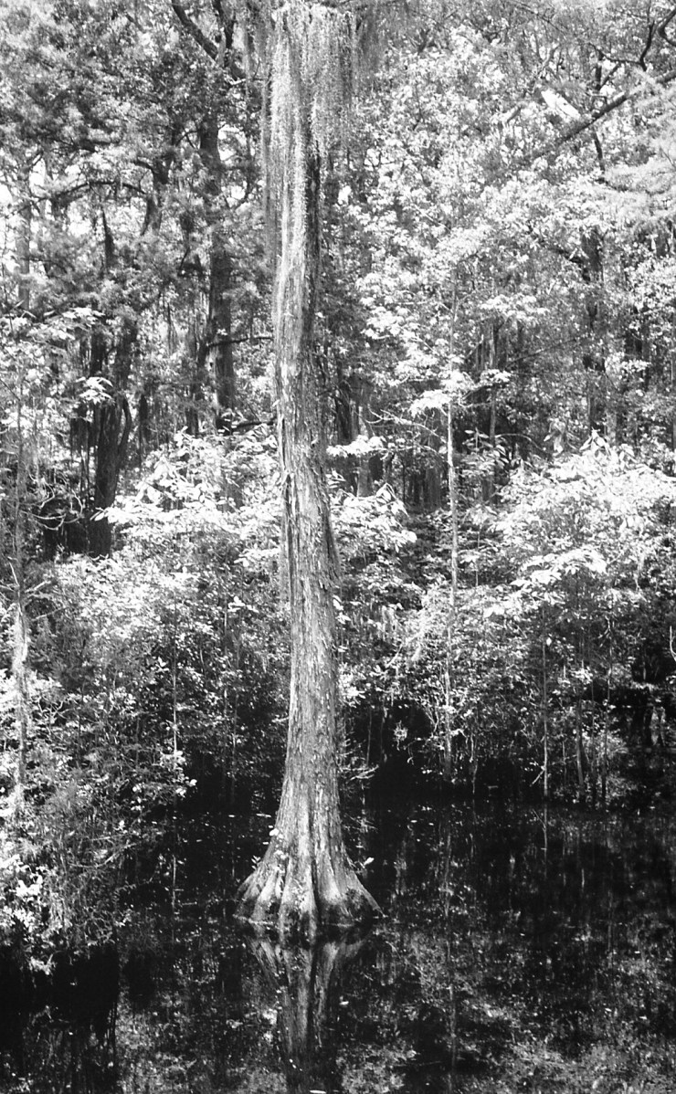 20190601 Voigtlander Vito (Kodak T-Max 100)(HC-110, B)013