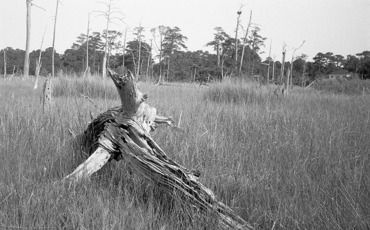 20190601 Voigtlander Vito (Kodak T-Max 100)(HC-110, B)031