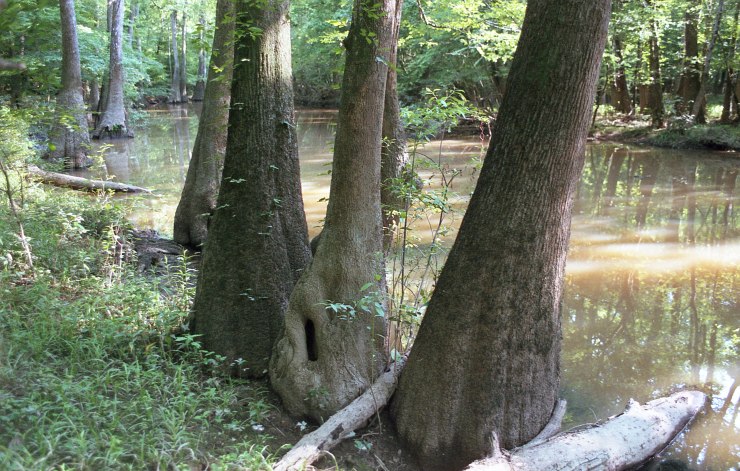 Minolta X370 Tokina Superia 052219 018