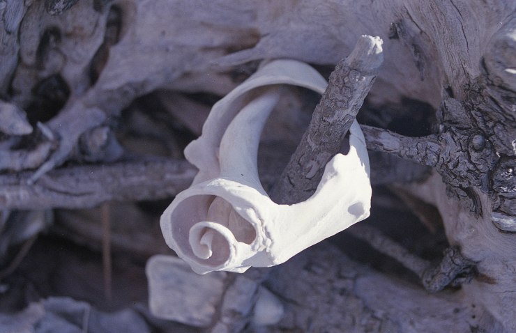 FFP June X370 Tokina Superia 400 019