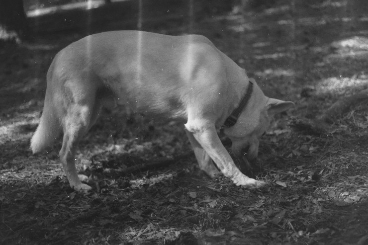 Processed With Darkroom