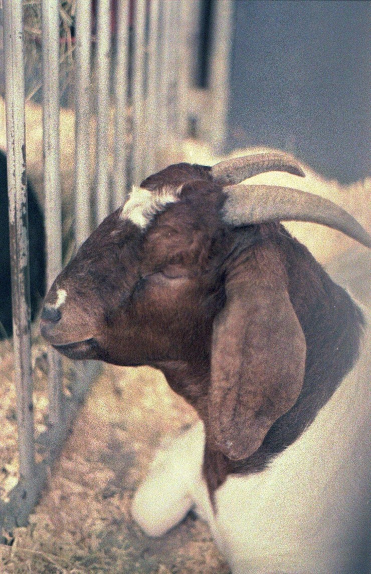 48959928143_96ab0d4105_o