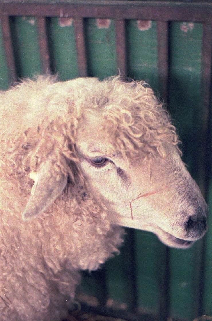 48960486736_5a7194fa61_o