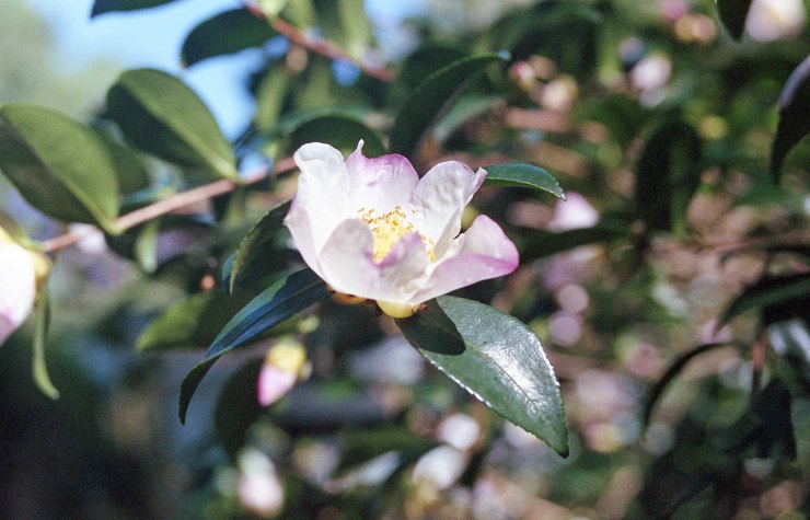 Minolta X370 Tokina2885 Superia 1019 013-2