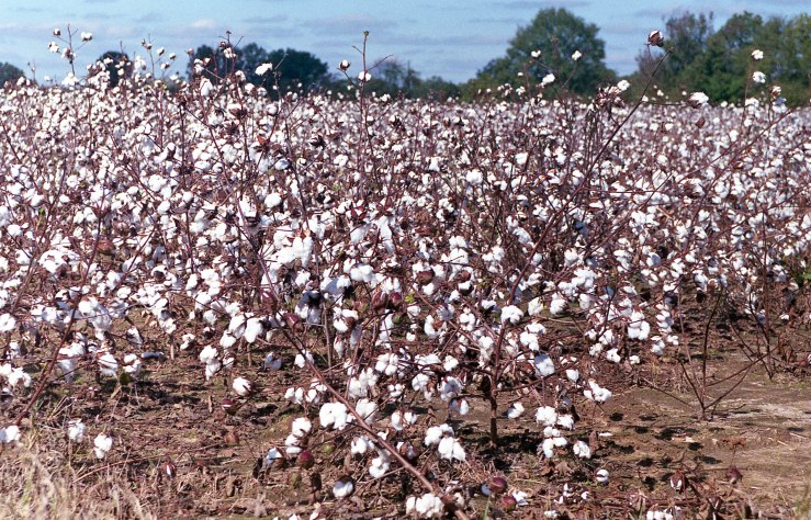 Minolta X370 Tokina2885 Superia 1019 031