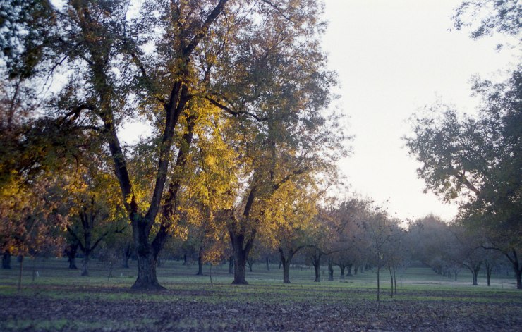 Minolta X370 Tokina2885 Superia 400 003-Edit